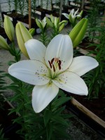 [1646 Eyeliner No01.JPG]